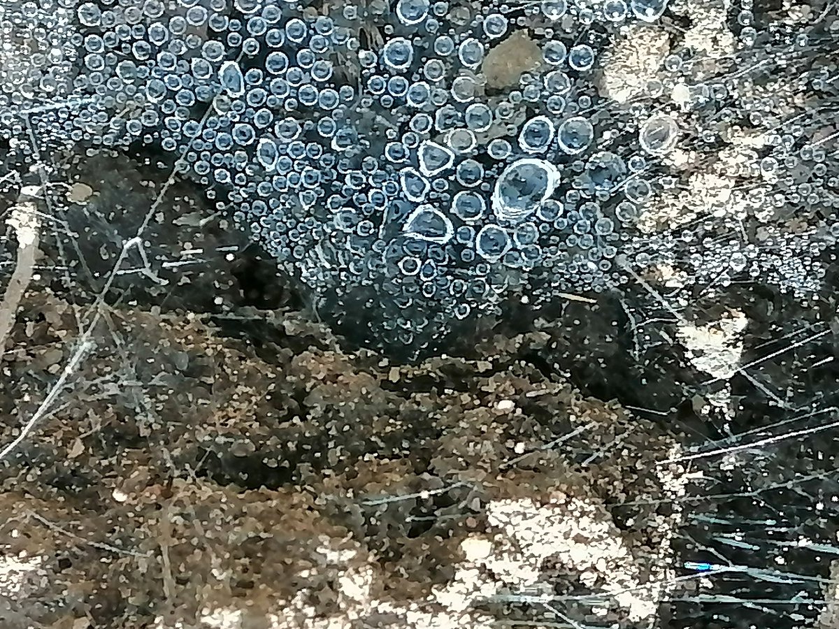 BarbraKhatinya's tweet photo. Today on #WorldBiodiversityDay we should acknowledge and appreciate the small organisms that play a very crucial role in our ecosystems.
@ClintoneBill
@victorhenu
@Peterbulimo https://t.co/ZjVumu9POu