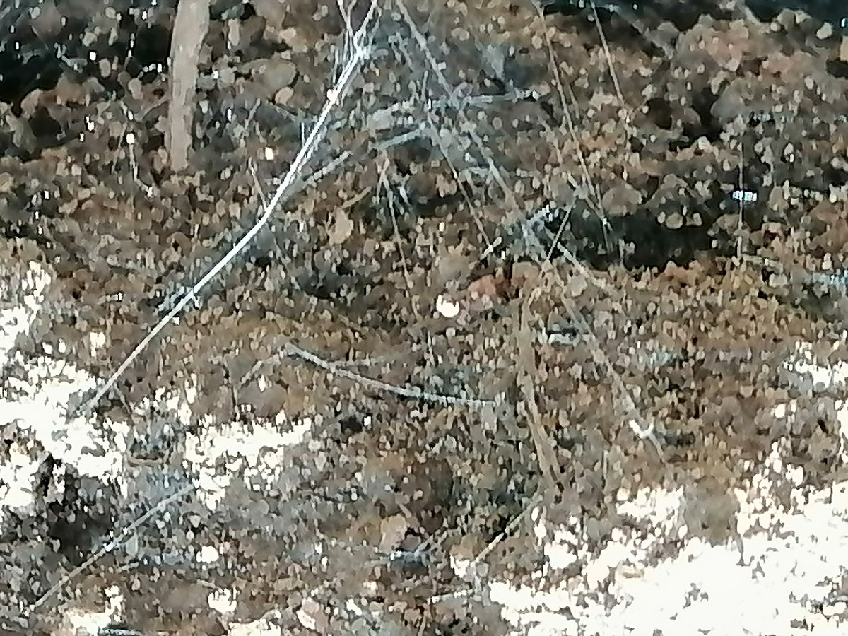 BarbraKhatinya's tweet photo. Today on #WorldBiodiversityDay we should acknowledge and appreciate the small organisms that play a very crucial role in our ecosystems.
@ClintoneBill
@victorhenu
@Peterbulimo https://t.co/ZjVumu9POu
