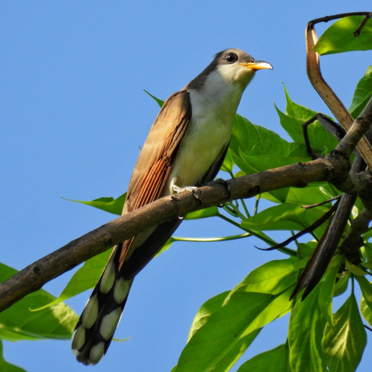 BirdCentralPark's tweet photo. A Yellow-billed Cuckoo over Central Park's Tupelo Meadow this morning. https://t.co/dMxuu1WAg8