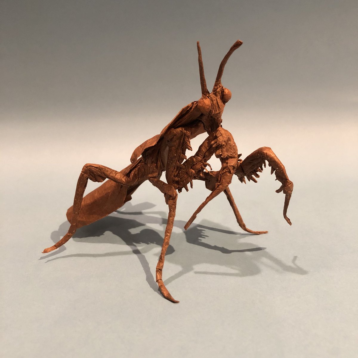 レモネイトゲウスバカミキリCalli- lemoinei ♂♀ 71/51mm レモネイト