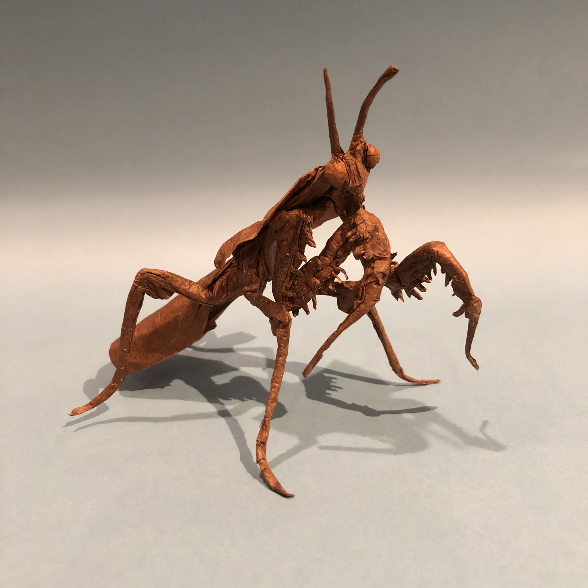 洋書　MANTODEA カマキリ 洋書 MANTODEA カマキリ