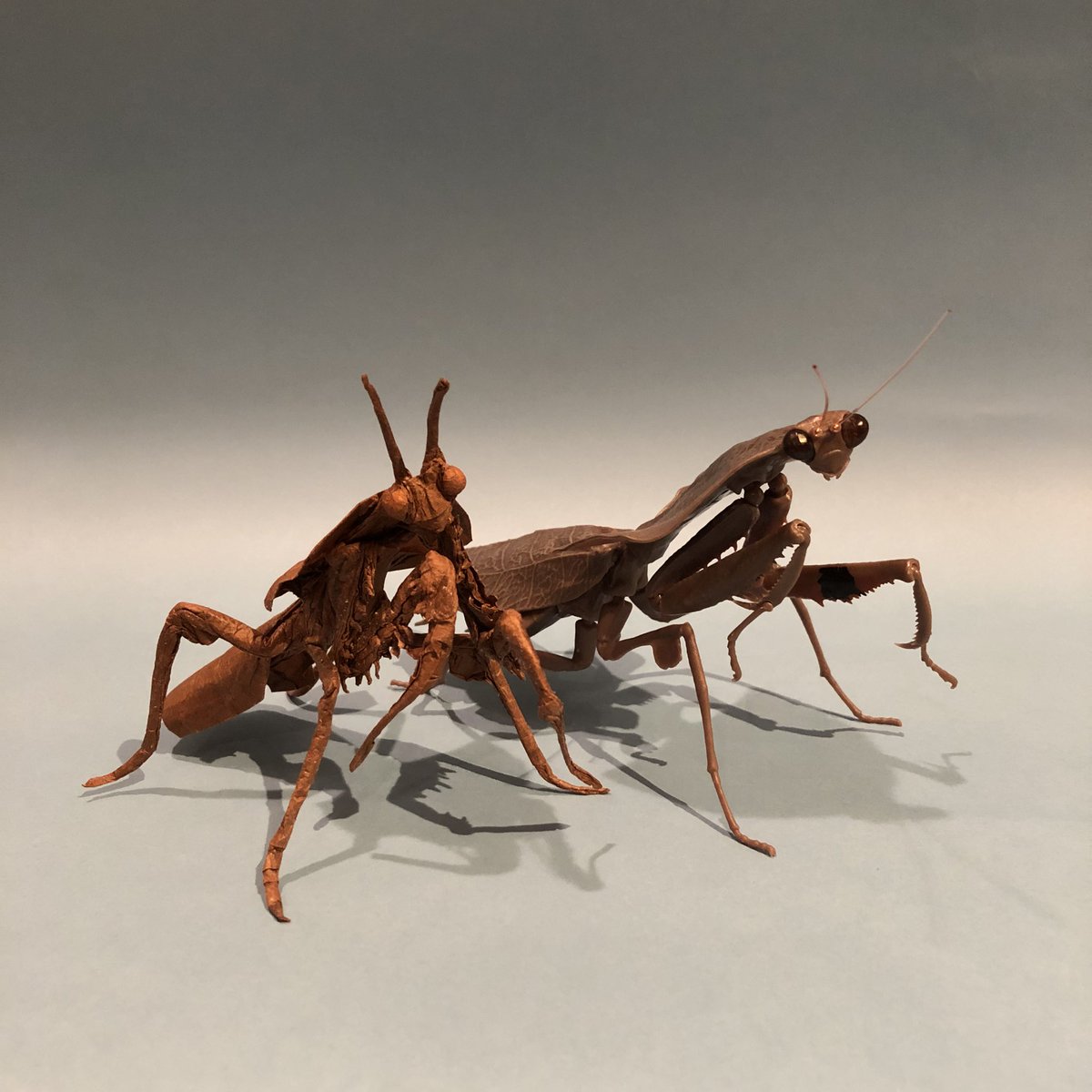 eichi_origami's tweet photo. Dead leaf mantis
Designed and folded by me 
May 14, 2022

マルムネカレハカマキリ
自身の創作

ガチャでカレハカマキリがあたったのがきっかけで、折りました。

#deadleafmantis #カレハカマキリ 
#origami #折り紙 https://t.co/9o56fPH0wj