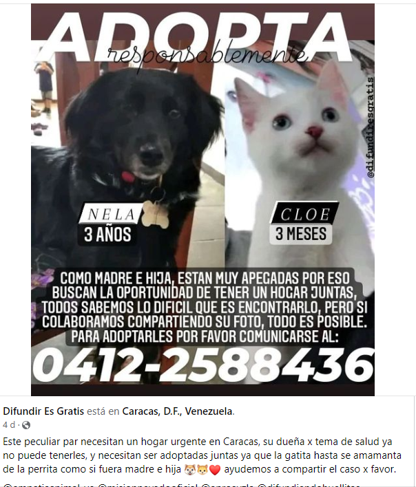 PerroUsuario's tweet photo. #EnBuscaDeHogar amoroso y responsable CARACAS RT @Jesnay: CASO DE TERCEROS. https://t.co/a0VO1AJGXk