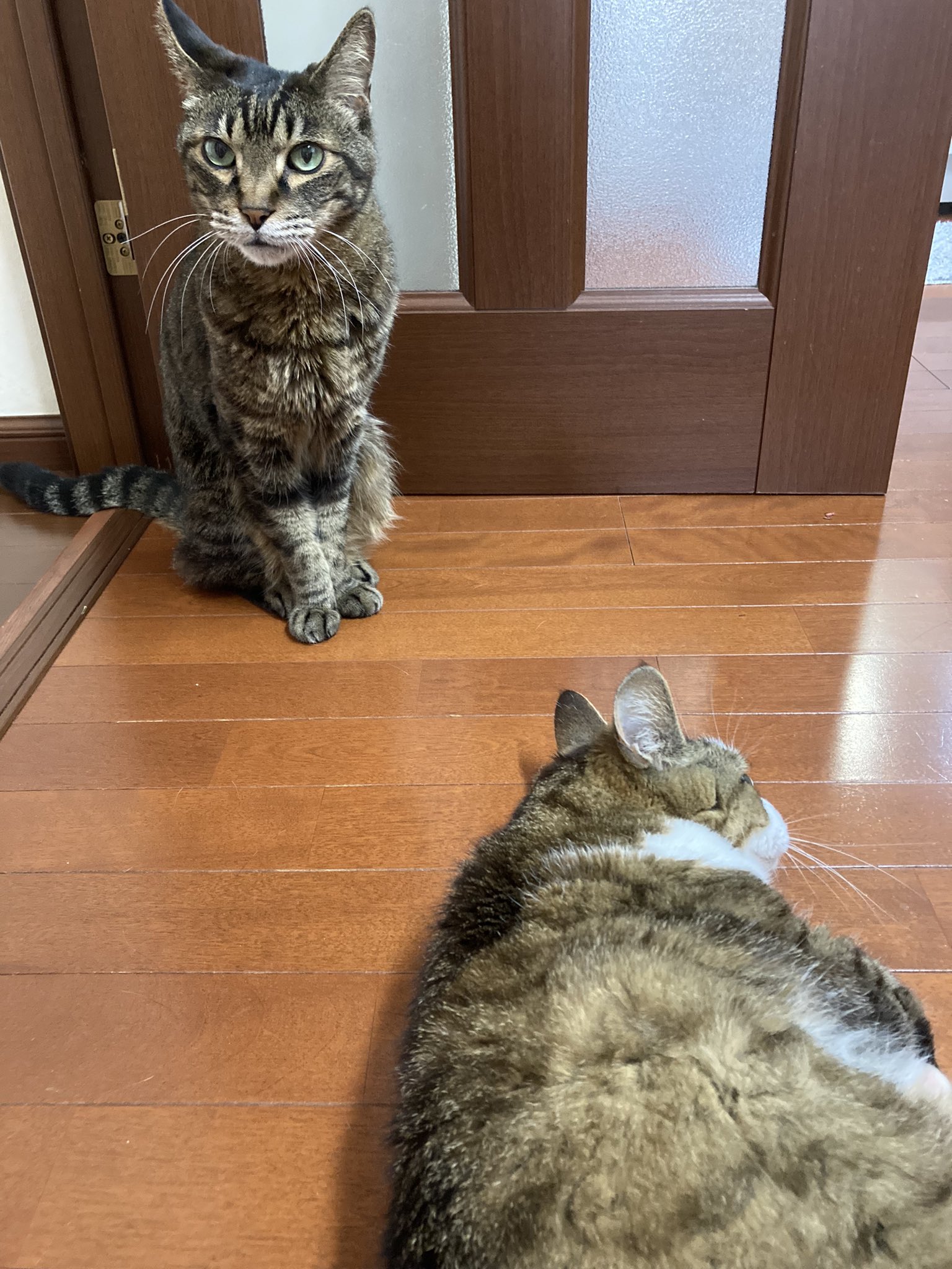 ミイレ 4 5キロの体重の猫の1キロは大きい 2匹とも老猫 体重を計るときは 抱いて体重計に乗り そのあと私だけ体重 計に乗る 2匹とも骨格の大きな雄猫よ T Co Kk9pyeoba3 Twitter