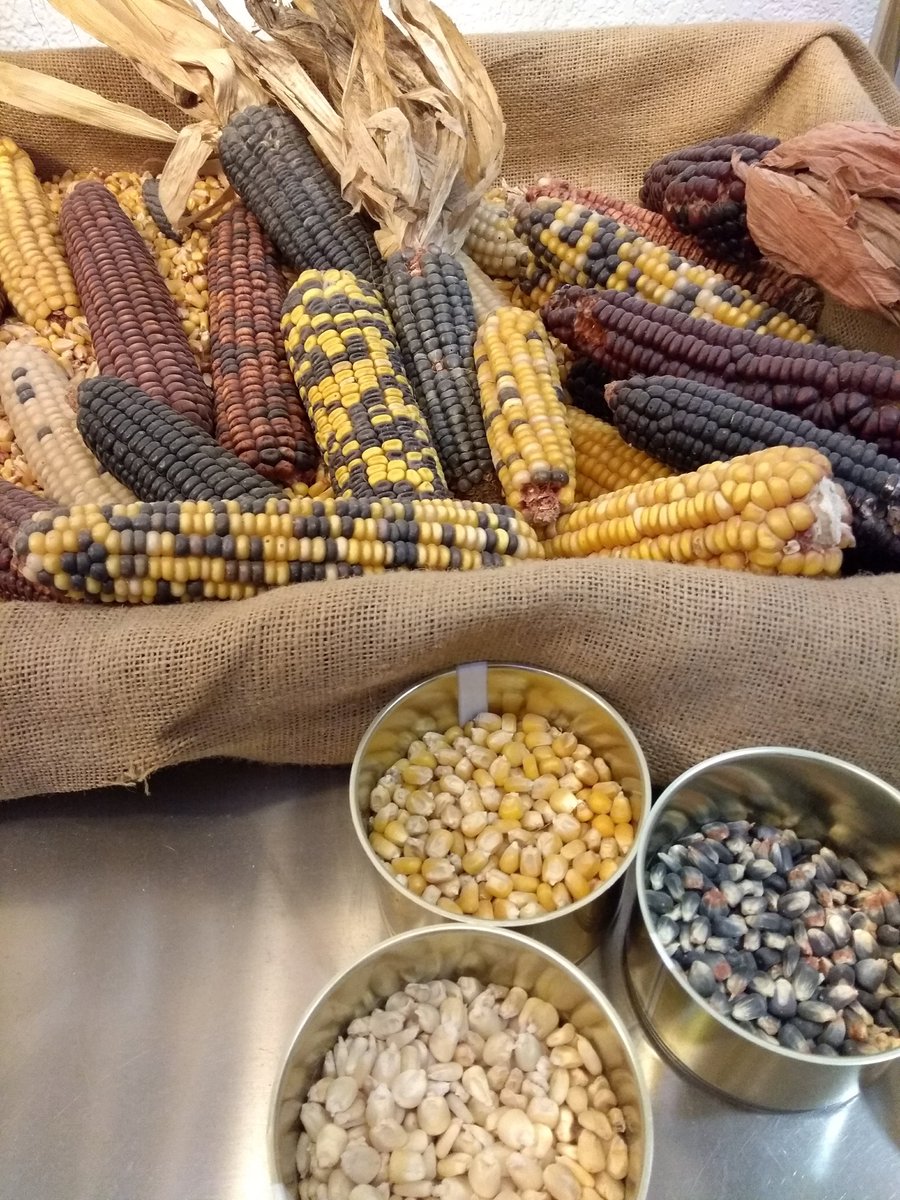 FondsColBiodiv's tweet photo. #JournéedelaBiodiversité 
Contribuer à la sauvegarde et le partage de la #biodiversite des espèces cultivées et apparentées par des actions concrètes, c'est l'objectif du @FondsColBiodiv. Rejoignez-nous ! https://t.co/GxjPlICsLb