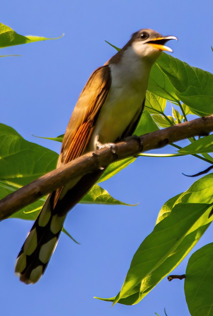 mitoGFP's tweet photo. Yellow billed cuckoo @CentralPark_NYC Sunday walk with @BirdingBobNYC #birdcpp #BirdsSeenIn2022 #birdwatching #birding #BirdTwitter #urbanbirding #springbirding @inaturalist #BirdsofNYC #springmigrants #cuckoo #yellowbilledcuckoo https://t.co/AZgXIH1oCL