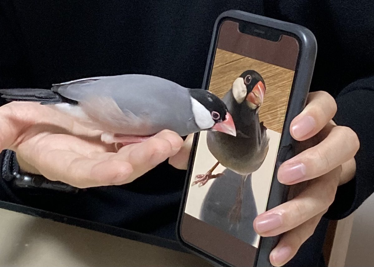 bird phone cellphone smartphone holding animal focus penguin  illustration images