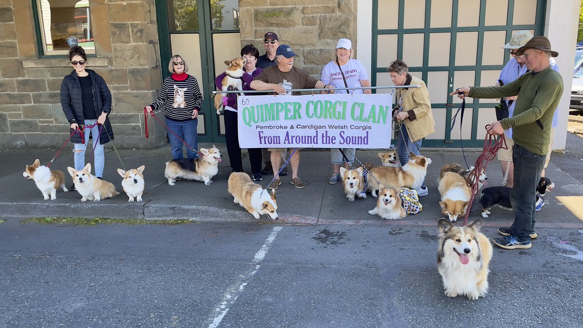 SmilingCorgi's tweet image. We had fourteen corgis in the Port Townsend Rhody Parade this year! We get to hear from each block ahead, “Oh look! The corgis are coming!”
Marching bands, floats, equestrians, drill teams, a Rhody Queen and her court… small town America at its best.
@CorgiCrew #CorgiCrew