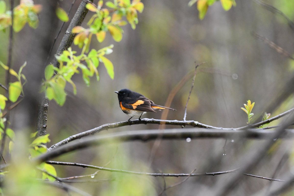 American Redstart singing in the drizzle this morning. I'm looking forward to starting bird surveys soon for work 
#birdwatching #birdphotography