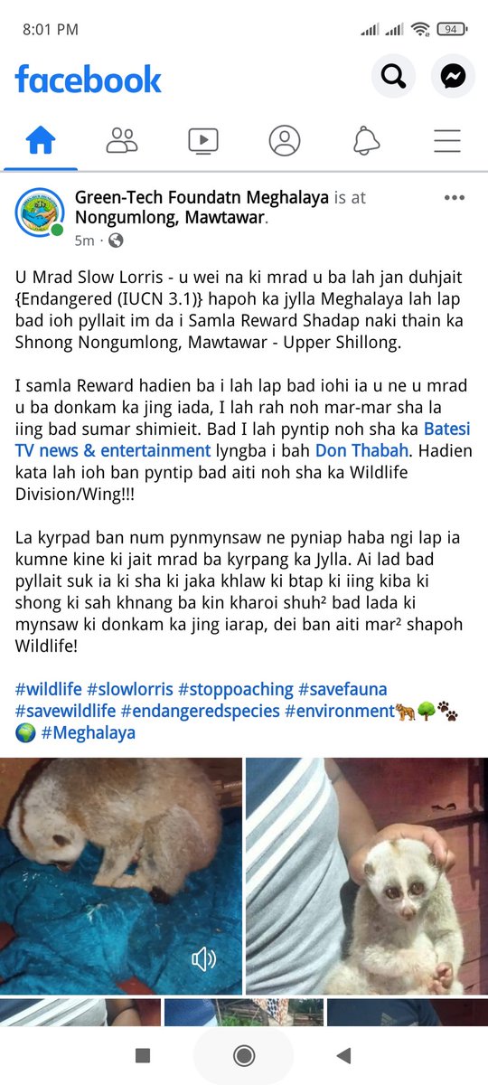 GTFmeghalaya's tweet photo. #wildlife #slowlorris #stoppoaching #savefauna #savewildlife
#endangeredspecies #environment🐅🌳🐾🌍 #Meghalaya https://t.co/lgV6bPjBRa