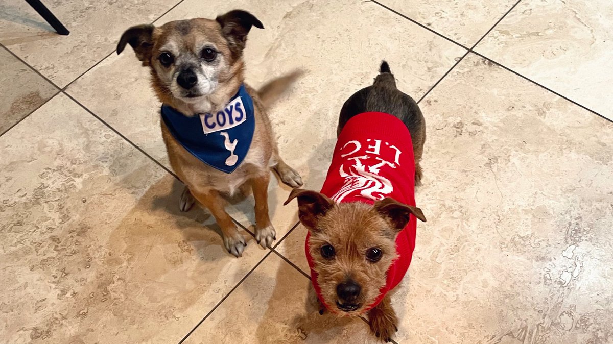 Hoping for a double miracle this morning (please don’t be Spursy, Spurs…)! #COYS #YNWA #MyPLMorning