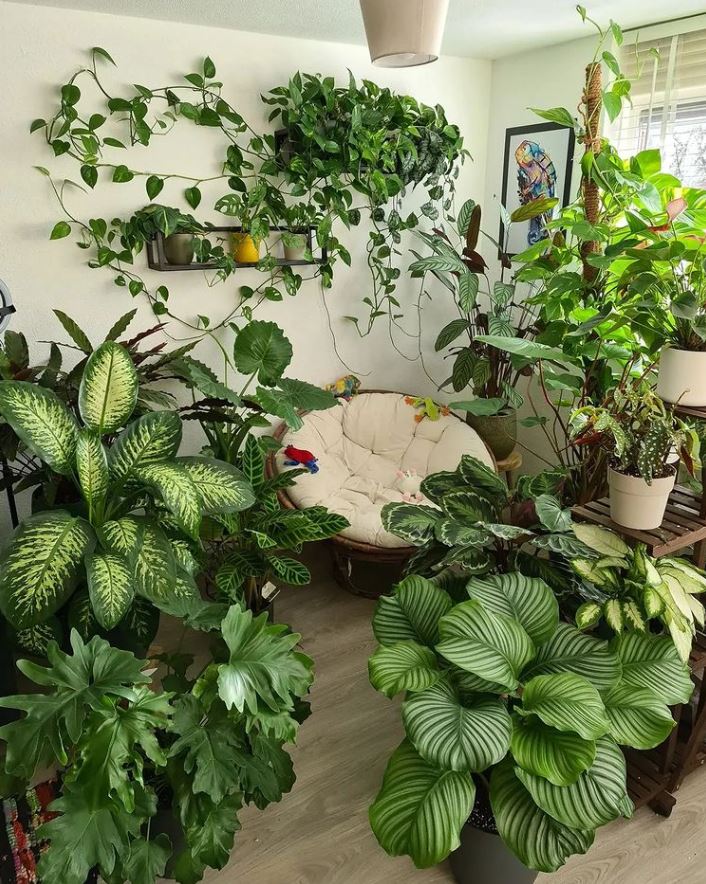 Too many plants?

What are your thoughts?

Credit: IG @ my.jungle.at.home #Houseplants #Planttwitter #Plants #interiordesign #Interiors