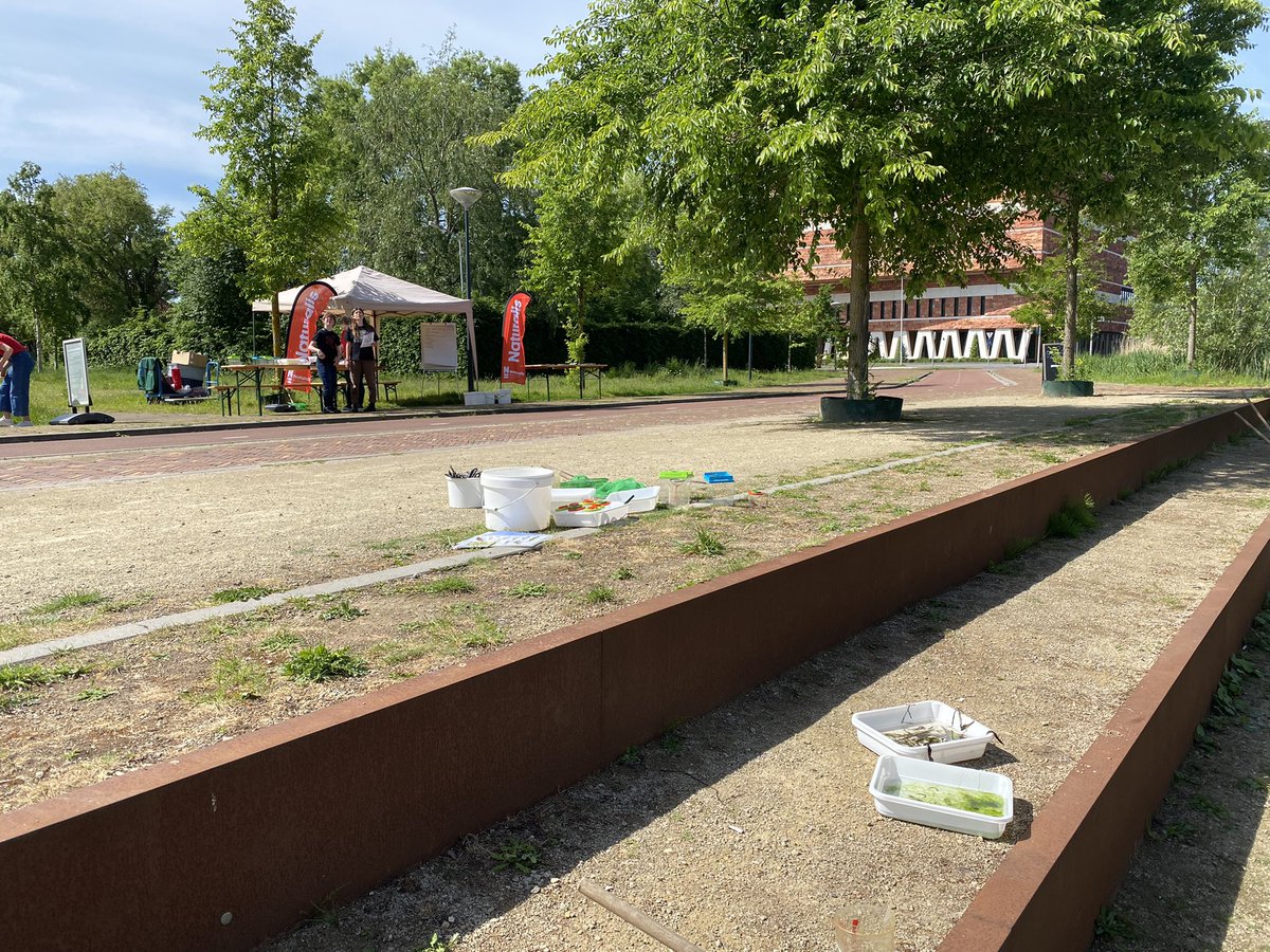 Vandaag zoveel mogelijk planten en dieren op naam gebracht rond <a href="/museumnaturalis/">Naturalis Biodiversity Center</a>. Wat zijn het er veel! Leuk om te doen op de dag van de biodiversiteit. Deze staafwants maakte veel indruk.