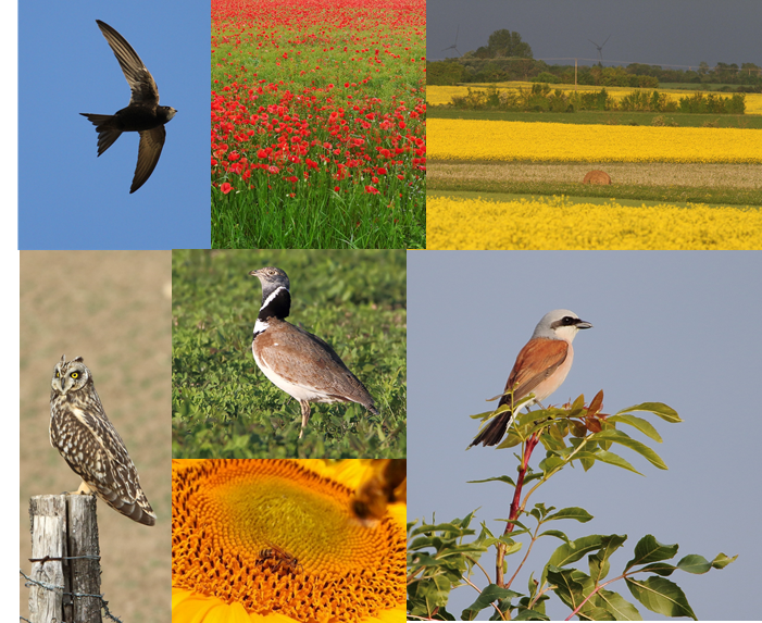 ZA_PVS's tweet photo. Aujourd'hui 22 Mai, journée mondiale de la Biodiversité! On en parle pas assez.
La biodiversité est partout dans les plaines intensives!
Nous faisons partie du vivant: respecter le vivant, travailler avec la nature, et célébrer la biodiversité
@INEE_CNRS @INRAE_DPT_SPE @LPOFrance https://t.co/eSjxJwIzKY