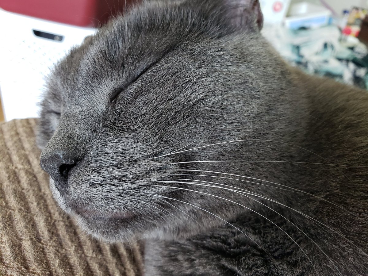 OoglieBean's tweet photo. Lap time. Nap time. https://t.co/ltOIqUZc4E