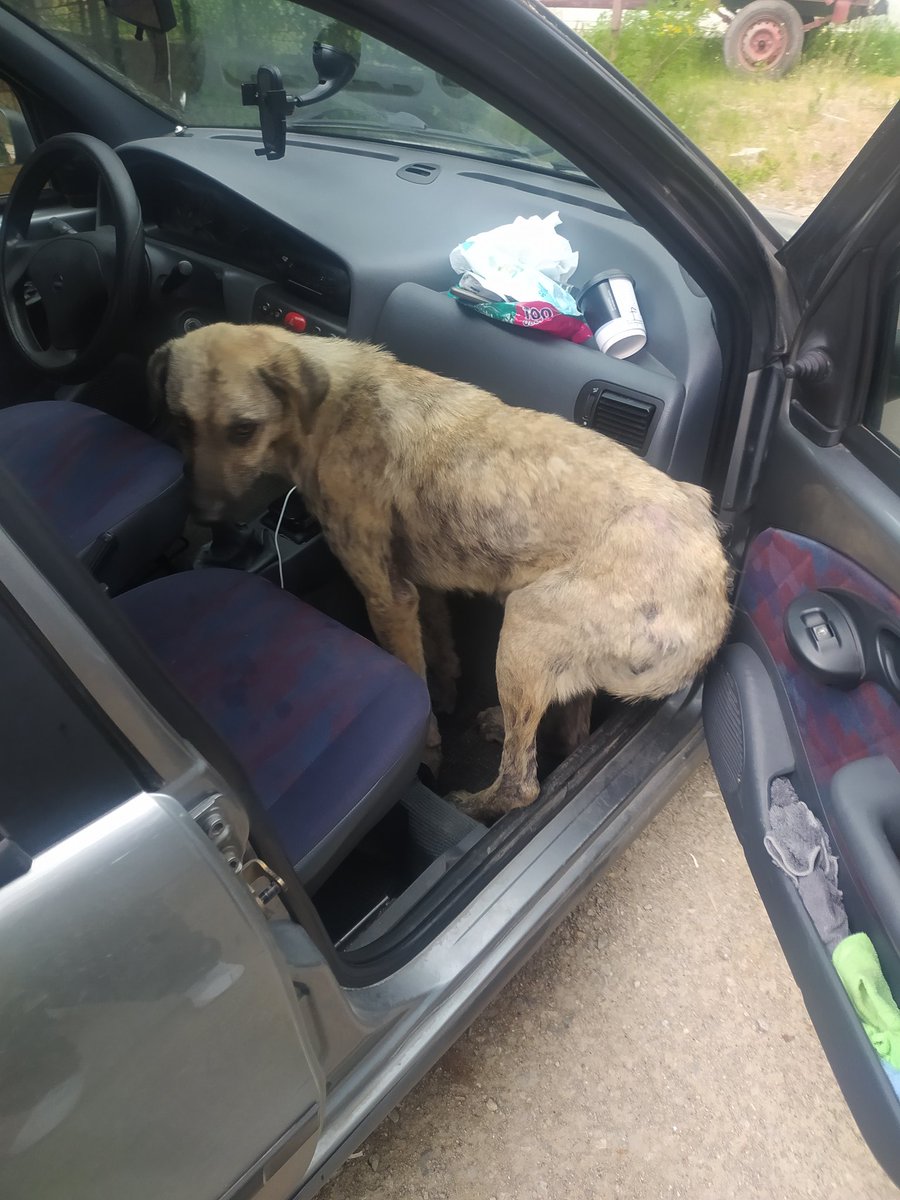 Boyabat-Ankara yolundaki can dostumuzun tedavi süreci başladı.ilk doz aşılaması yapıldı.Karinlarini doyurduk.Şimdilik barinakta iyileşme sürecini bekleyecegiz.Mama link:ormanamama.com/boyabat-canlari