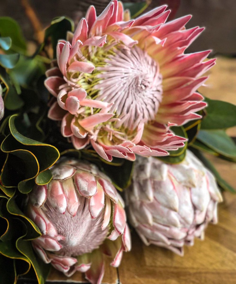 Still feeling those #majestic vibes. We have taken so many beautiful photos of these extraordinary #protea we’ve been so blessed to harvest over the last few month. It’s hard not to want to share each &amp; every one of them. 🌸👑🌸 #king #cynaroides #cagrown