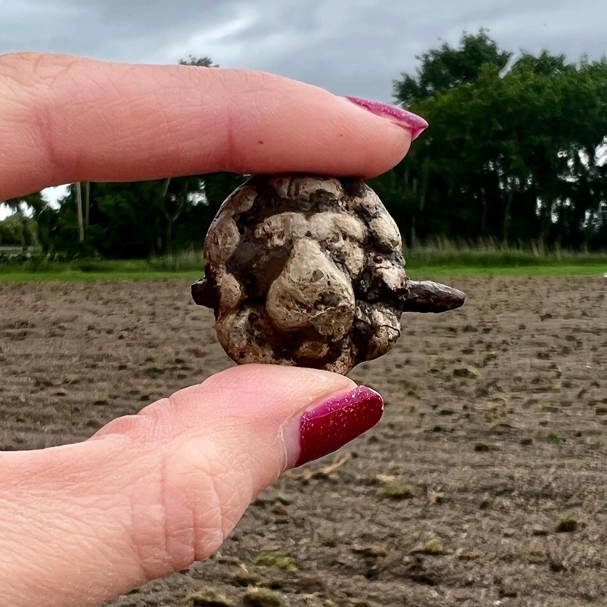 nickys_digs's tweet photo. Lovely find first thing this morning, a lead lion head. After a little research he looks to be Roman, possibly dating between 1st-2nd century AD

Extremely pleased with that! 😁

#metaldetecting #ukfinds #lion #roman #lpmetaldetecting #girlswhodetect #minelab #equinox800 #history https://t.co/Nwof9Quai5