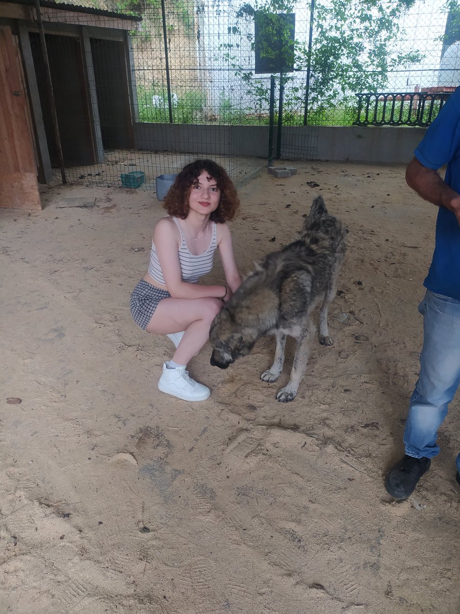 Bafrapatileri bizimle irtibata geçti.Tuğçe   hanima ilgisinden dolayı çok teşekkür ederiz.Bakima ihtiyacı olan candostumuzu aracıyla bize getirdi.Onunda karnını doyurduk.Tedavi süreci başladı.