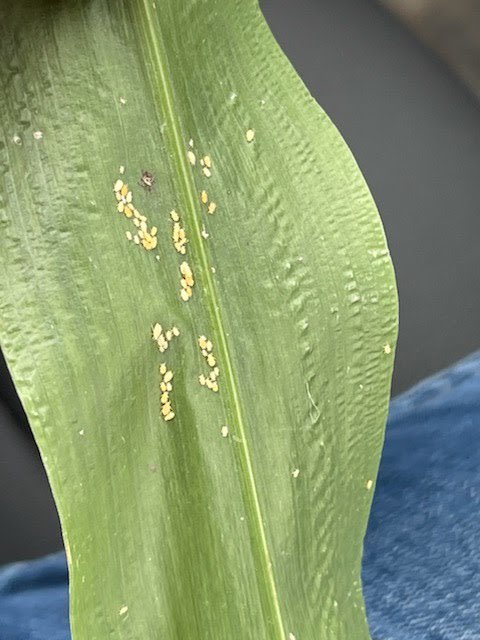 SouthTXBugs's tweet photo. Cotton is blooming across the area. Sorghum aphid (once called sugarcane aphid) has started popping up from the LRGV to the Nueces County area. Listen here to hear what we’re finding this week: https://t.co/dw8rIYqzjI. https://t.co/KsqKpvjeLG