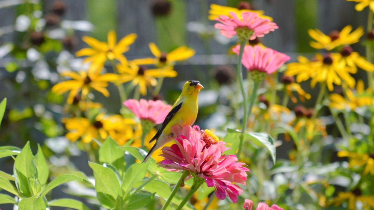 All I want is one weekend with decent weather so I can finish planting all the things. #garden #nature