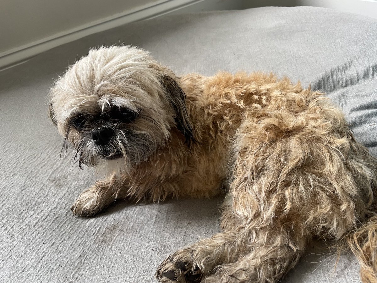 This little dog friend (with a pink collar) was found hiding under a bush at West End Middle School. Anyone know where they belong? ⁦<a href="/ReedOmary/">Reed Omary, MD, MS</a>⁩ ⁦<a href="/kimfennell/">Kim Fennell</a>⁩ ⁦@annshayne⁩ ⁦<a href="/NatashaKamrani/">natasha kamrani</a>⁩     ⁦<a href="/huizingamm/">Mimi Huizinga</a>⁩