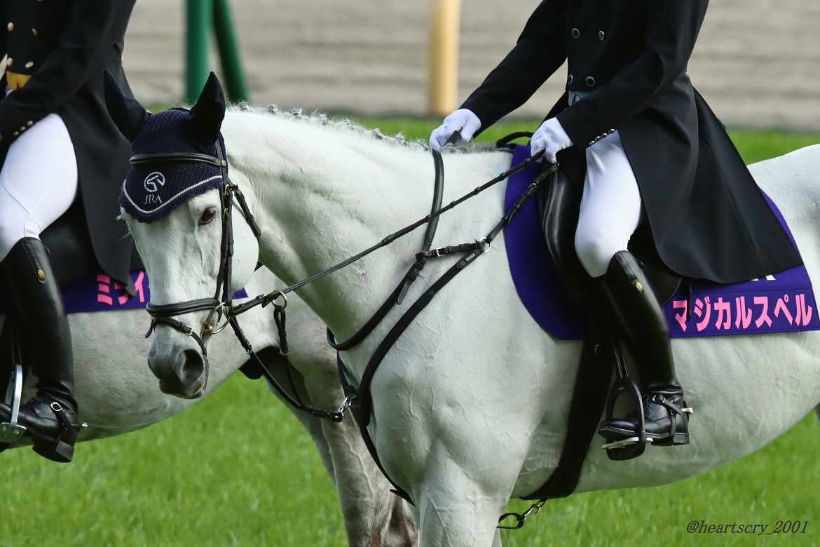 この子がマジカルスペルくんか🐴💕 