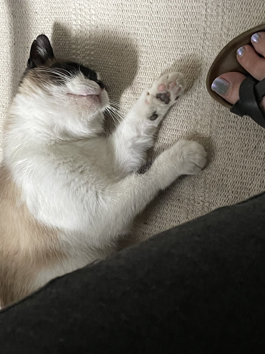 cathiedunn's tweet photo. When your cat decides the little rug under your desk is hers, and you have nowhere where to put your feet comfortably… 

#mustlovepets https://t.co/WHyihGZ4go