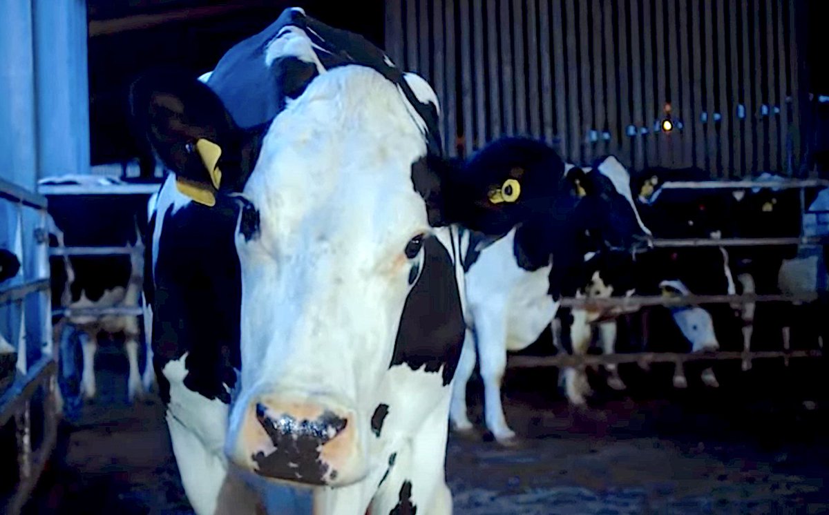 CinemaBandwagon's tweet photo. "A stark and emotionally resonant look at the life of a farm animal, COW simply yet insistently asks the viewer to reconsider their relationship with their food." - @RottenTomatoes 

Join #AlamoFilmClub as we kick off the month with @IFCFilms COW!

Tix:  https://t.co/i3KV65mgBu https://t.co/X2Qv4OLTWU