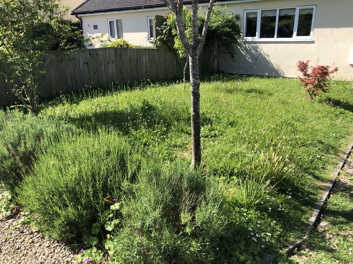 ozimport's tweet photo. Well #NoMowMay is going well. The cowslips are done now but lots of insects and the birds love it. Will cut the edge and leave a meadow in the middle. Easy to do and looks good. https://t.co/Ld0RTzilBU