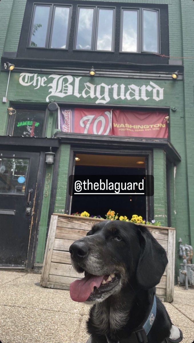 blaguarddc's tweet photo. What else are you going to do with your Sunday?
#BlagFam
#realblagpupsofadmo https://t.co/GnfixSIqyR