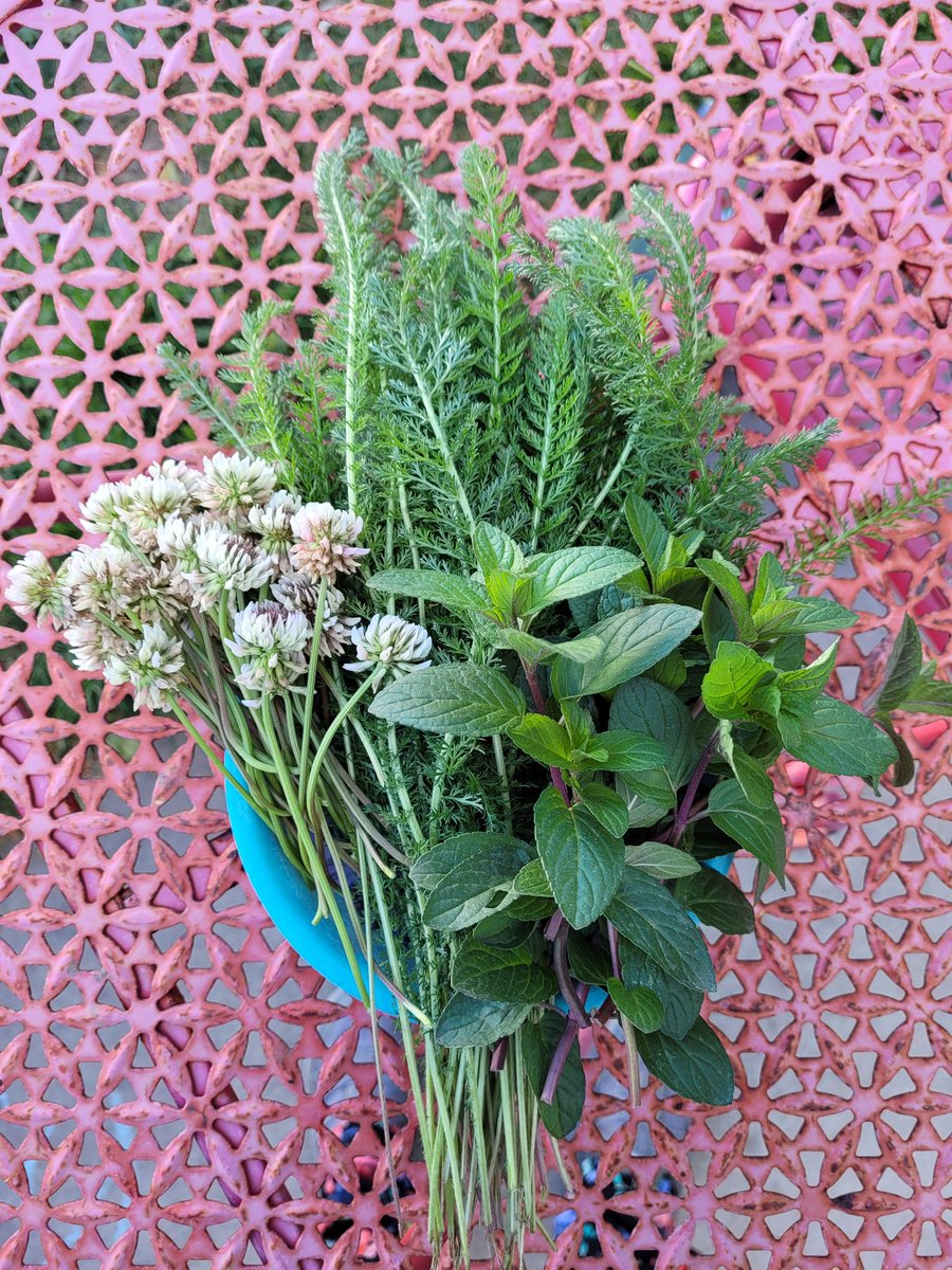 LLexamus's tweet photo. Foraging is totally fun. 
#herbalism #foraging #backyardfinds https://t.co/82HTL8TeG2