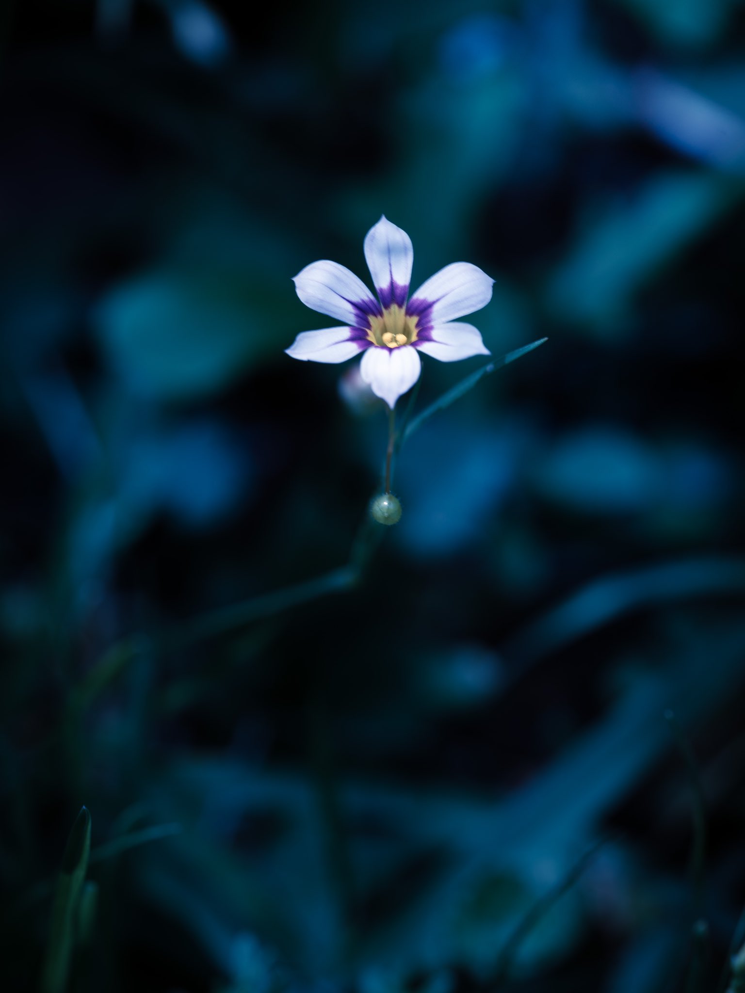 تويتر Takao على تويتر 庭石菖 ニワゼキショウの花 が咲いていました 北米原産 アヤメ科 日本に明治時代に渡来しました 牧野富太郎先生によると小石川植物園に移植されたものが野生化して全国に広まったとのことです 花は一日しか咲かない一日花で白と紫が