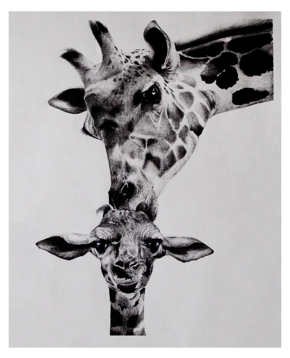 🔴 SOLD! 🔴 Mariana Torres’ stunning ink drawing, “One Love”, has gone home with a local collector! 

Shop all of 9’s collections now at 9thegallery.com.

Mariana Torres
“One’s Love”
Ink on paper
18” x 24”

#9thegallery #giraffe #realism #azartist #artistsaz #art #gallery