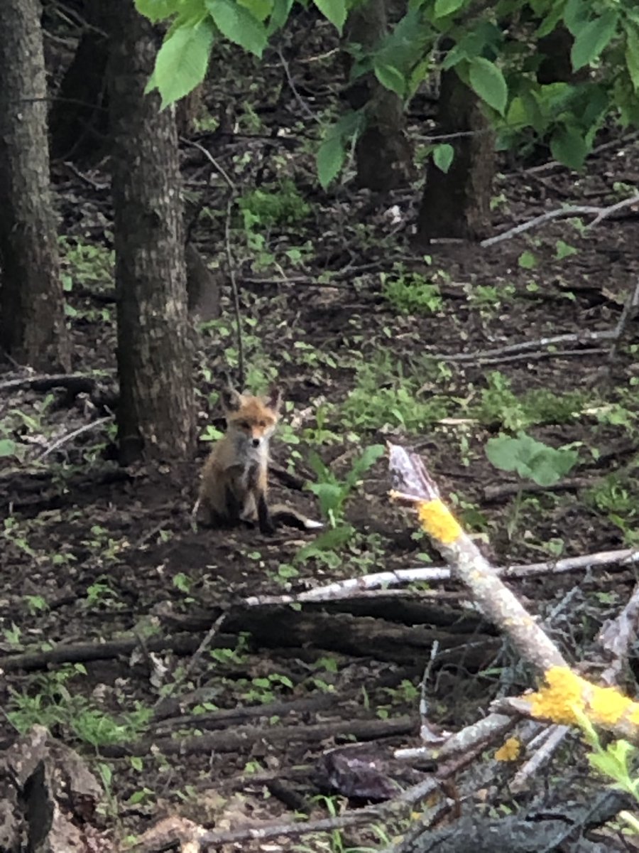 Прогулка выходного дня с Олесей <a href="/lesjaolesja1/">💖КУДЕСНИЦА ЛЕСА💖</a> 🍄🌳🌤🚘