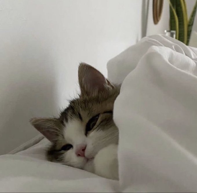 GorditoGatito2's tweet photo. a mimir https://t.co/vgb9Ba65B4