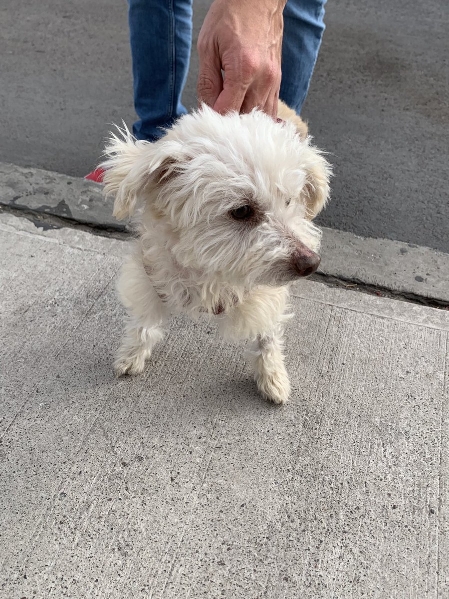 nachism's tweet photo. Ayuda!!! Encontramos este perrito en la Coviefi #antofagasta porfa rt!!! https://t.co/ELYu480Ngh