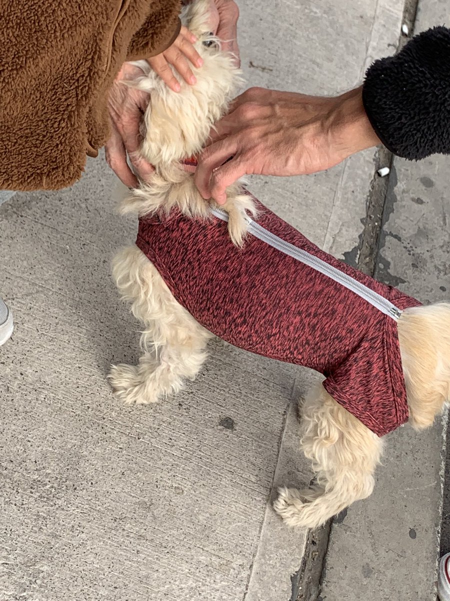 nachism's tweet photo. Ayuda!!! Encontramos este perrito en la Coviefi #antofagasta porfa rt!!! https://t.co/ELYu480Ngh