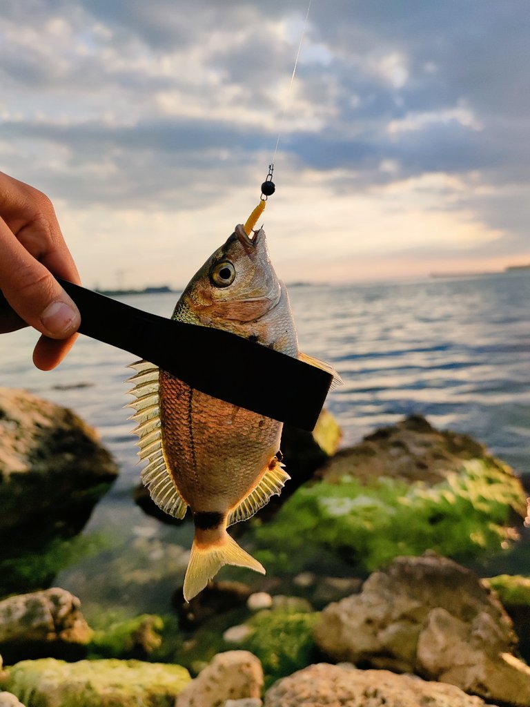 _ajimaster's tweet image. Sea, sea - bottomless world ...
#blackseaajing #microgame #rockfishing #Crimea #Sevastopol #ajing #metaljig