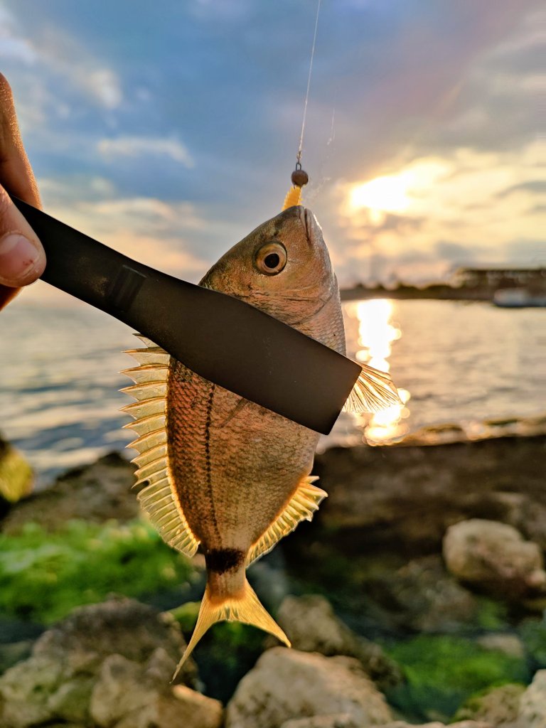 _ajimaster's tweet image. Sea, sea - bottomless world ...
#blackseaajing #microgame #rockfishing #Crimea #Sevastopol #ajing #metaljig