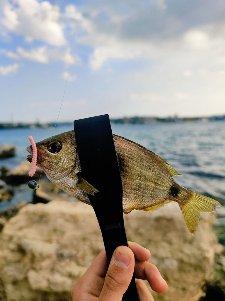 _ajimaster's tweet image. Sea, sea - bottomless world ...
#blackseaajing #microgame #rockfishing #Crimea #Sevastopol #ajing #metaljig