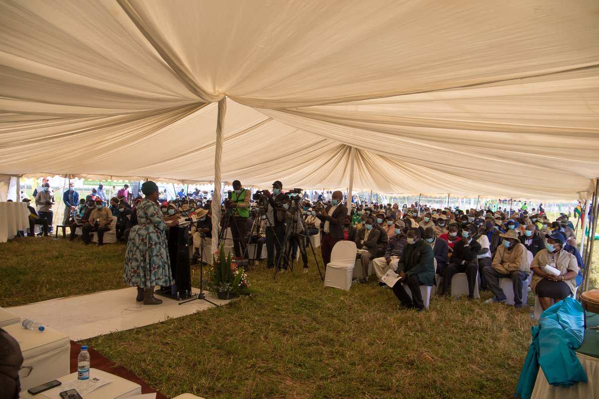 Mafuro Farming tweet media