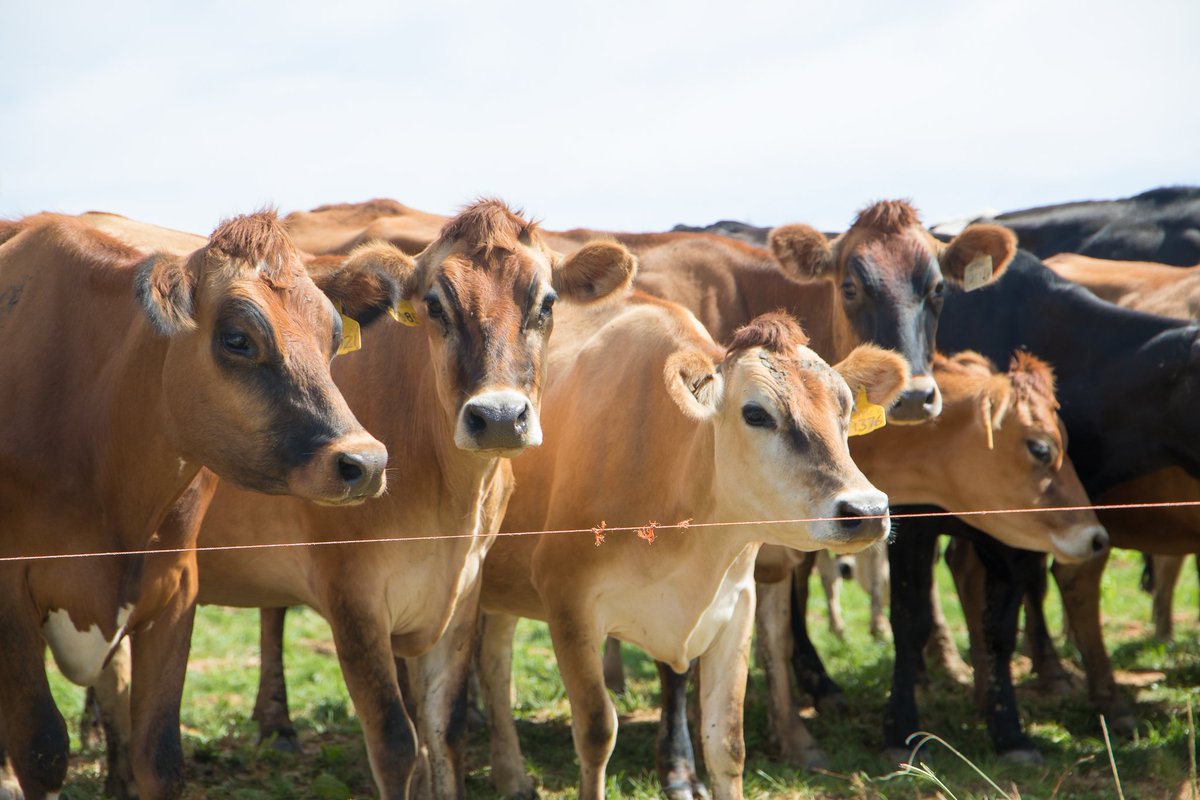 Mafuro Farming tweet media