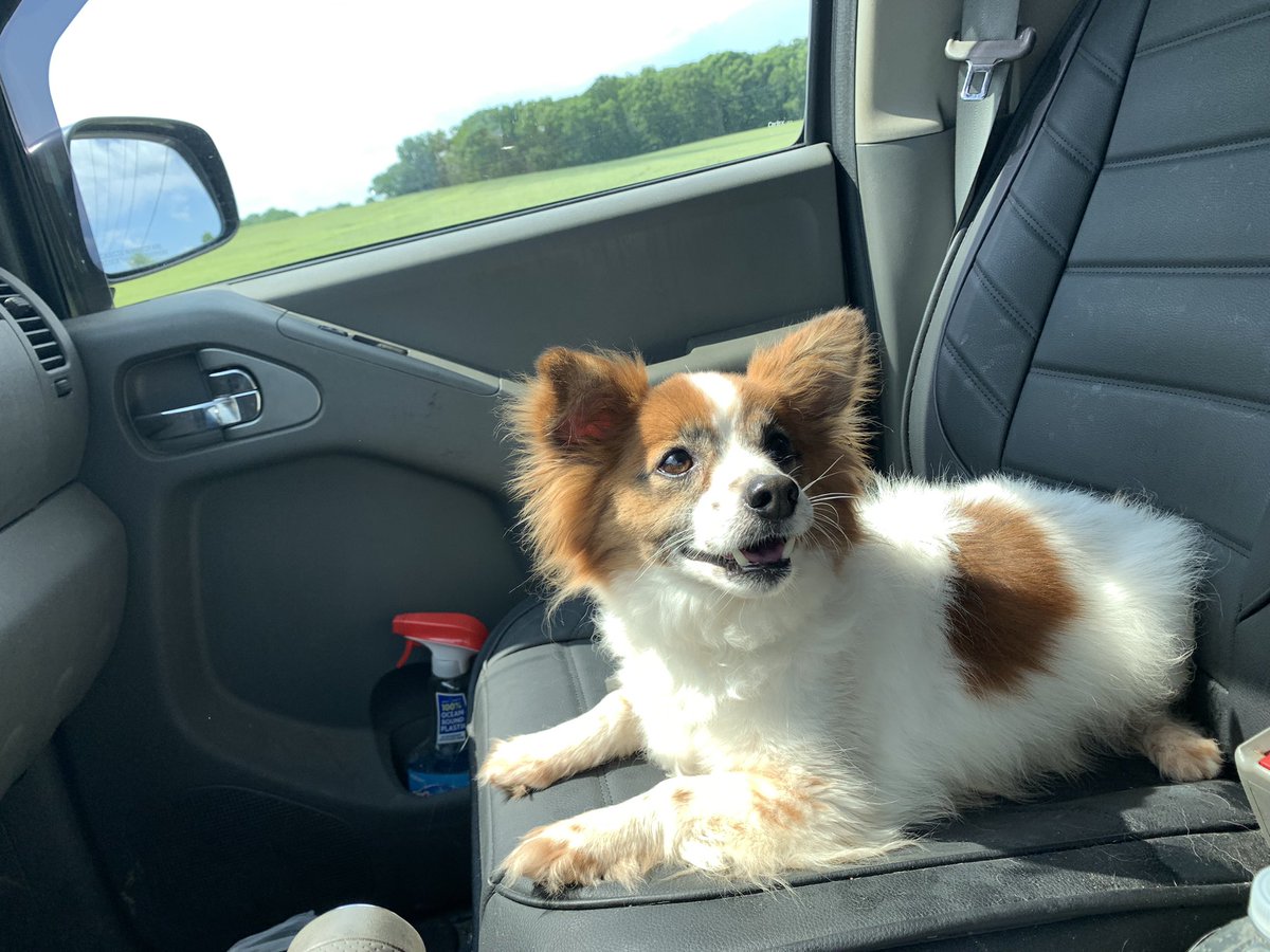dcwingate's tweet photo. So I Did A Thing ๐พ๐พ๐คฆโโ๏ธ
Lenny was rescued at the age of 3.
Returned 9 years later,named Bandit
Apparently snapped at the new pup.
Meet- Benny(Ben) newest crew member of the #GrayFaceMafia ๐พ
#DogsofTwittter #AdoptDontShop #RescueSeniors #RIPDallas
#RecoveryByAdoption ๐พ๐พ๐
https://t.co/fhEvgsu2tr