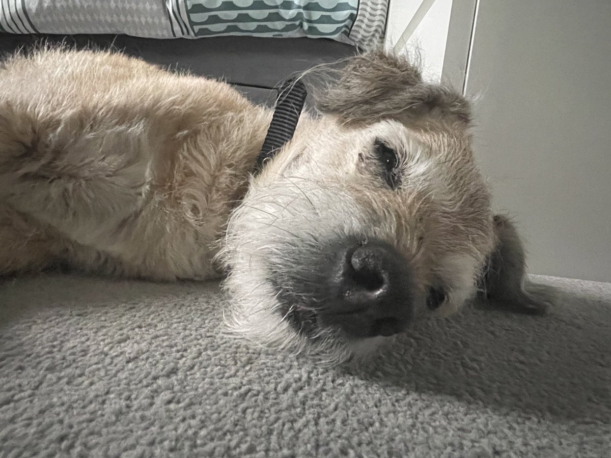 Yesterday marked a whole year of you not being with us Snoop!
We miss you so much and always will. I would give anything to boop that little nose again! Love you little man ❤️🌈🐾 #btposse
