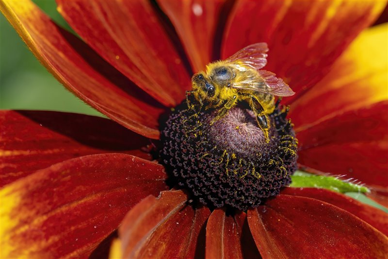 Gran parte de la biodiversidad no solamente en Venezuela, sino en el mundo, ha sufrido un gran deterioro.

Un modelo de vida (el capitalismo) la ha hecho frágil, la hace perder especies, la hace respirar basura, padecer inundaciones y olas de calor sin precedentes.