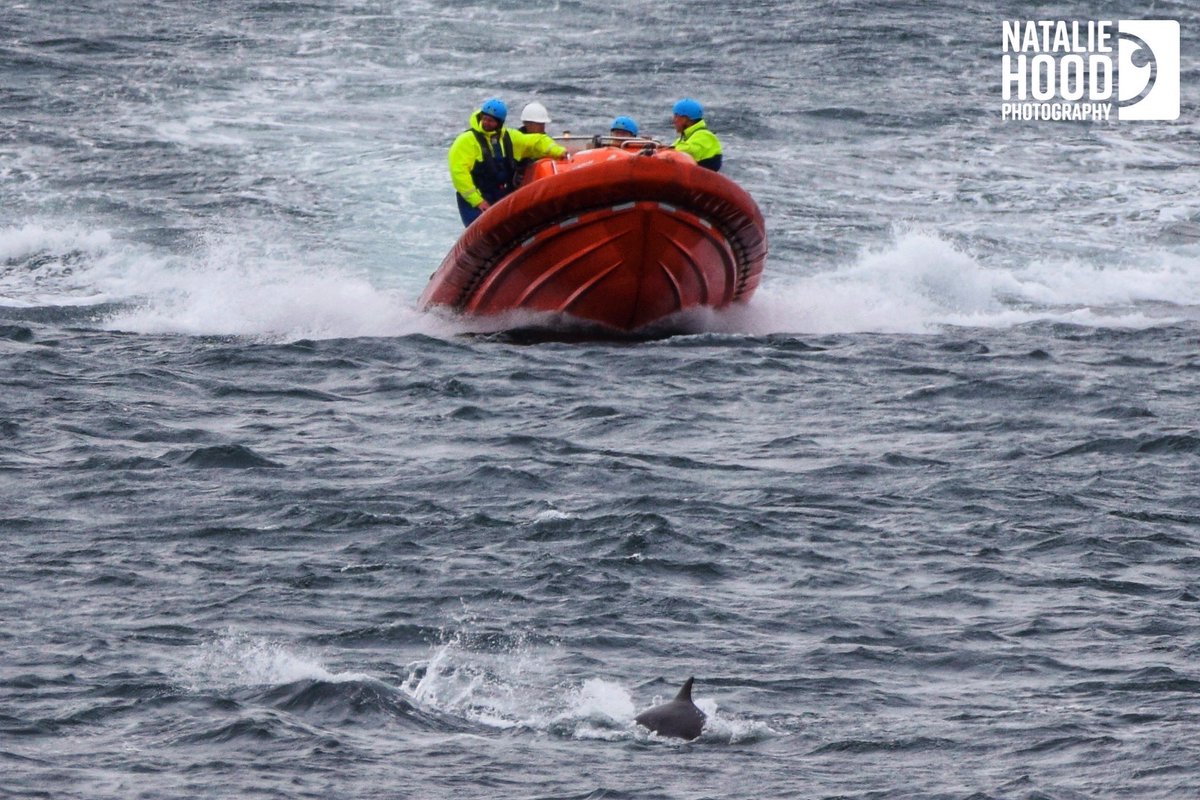 NatalieAHood's tweet photo. I think todays pictures taken of the #dolphins in #Aberdeen at @greyhopebay are the best #dolphin pictures I’ve ever managed to achieve so far 😍 🐬 🤩 📷 2/4

#DolphinsABDN #TwitterNatureCommunity #wildlifephotography #Nikon🐬 https://t.co/ArqFiMkrSD