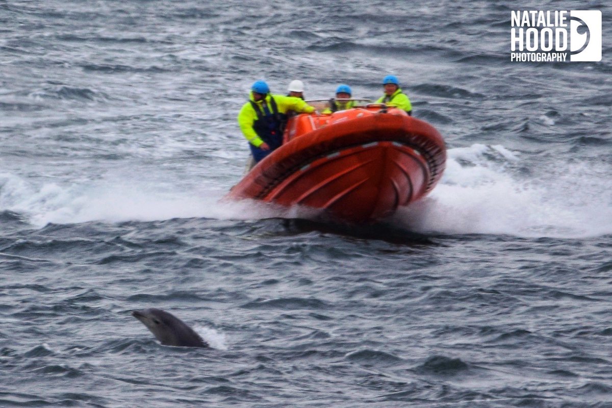 NatalieAHood's tweet photo. I think todays pictures taken of the #dolphins in #Aberdeen at @greyhopebay are the best #dolphin pictures I’ve ever managed to achieve so far 😍 🐬 🤩 📷 2/4

#DolphinsABDN #TwitterNatureCommunity #wildlifephotography #Nikon🐬 https://t.co/ArqFiMkrSD