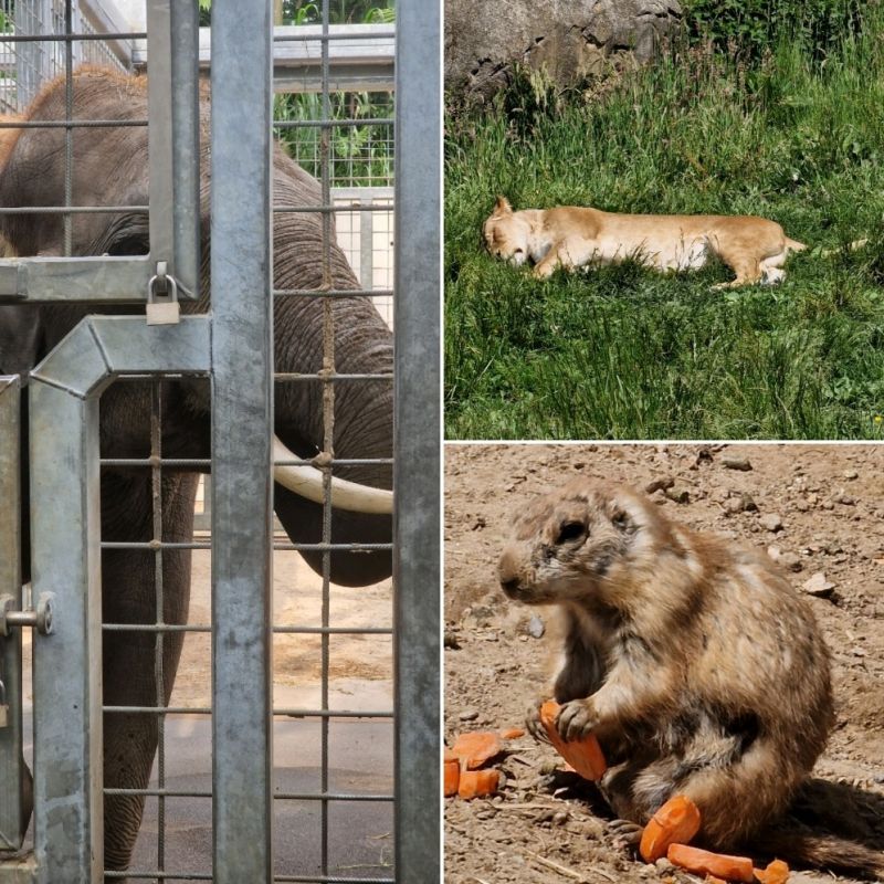 Wigchers Transport tweet media