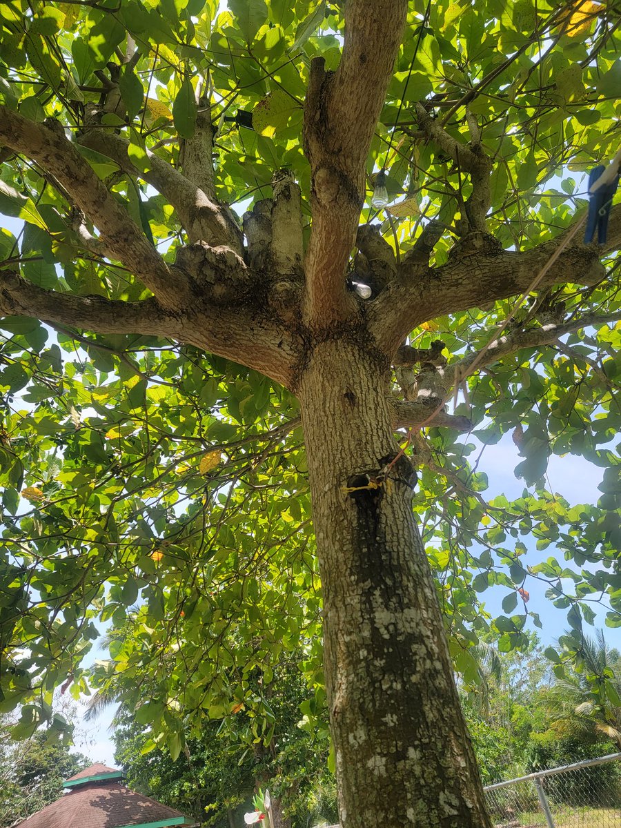 MrPennguinGuy's tweet photo. Tree https://t.co/pRfiwfOVQM